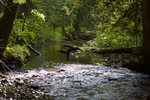 A healthy riparian area in Sandner Creek, Gladstone Provincial Park