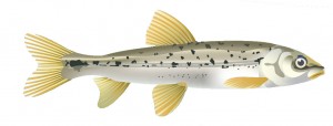 The Speckled Dace is a small minnow found in the Kettle River watershed and western United States. Illustration by Nichola Lytle, Pink Dog Designs