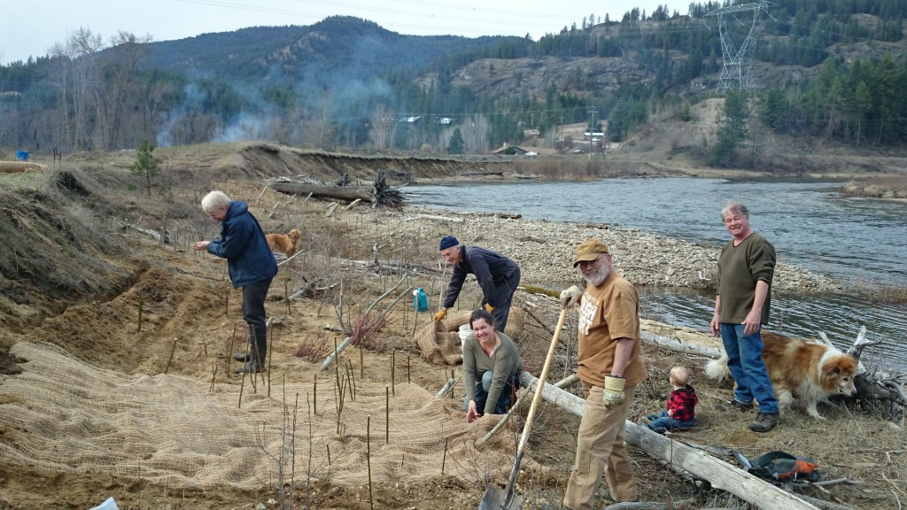 Volunteers plant riparian shrubs and trees this spring at Pines Bible Camp on the Granby River